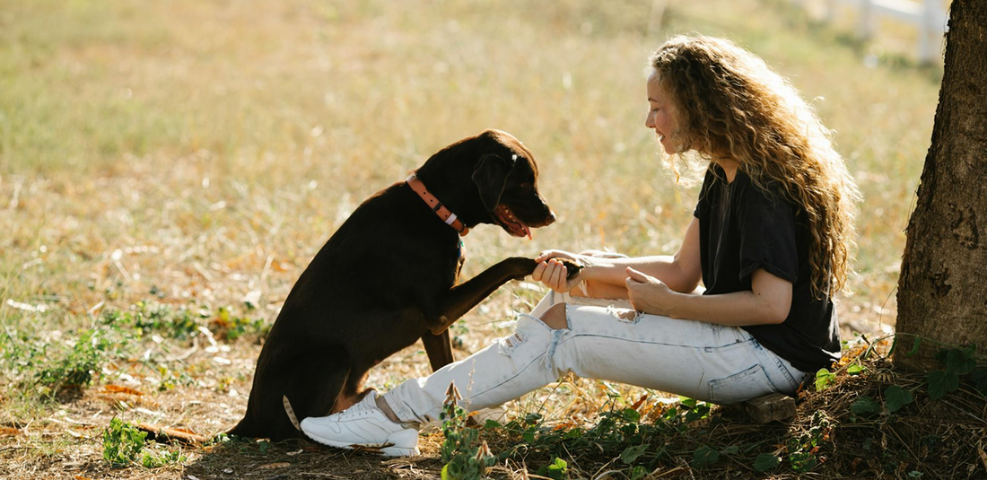 The Secret to Understanding Your Dog Better