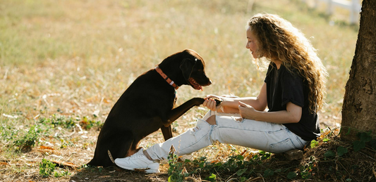 The Secret to Understanding Your Dog Better