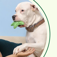 Bageera - Dogo Argentino