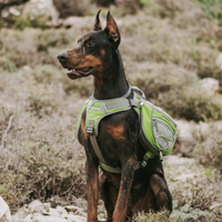 Thor - Dobermen