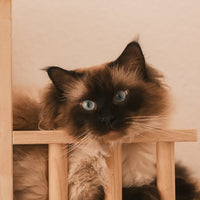 Luna - Ragdoll