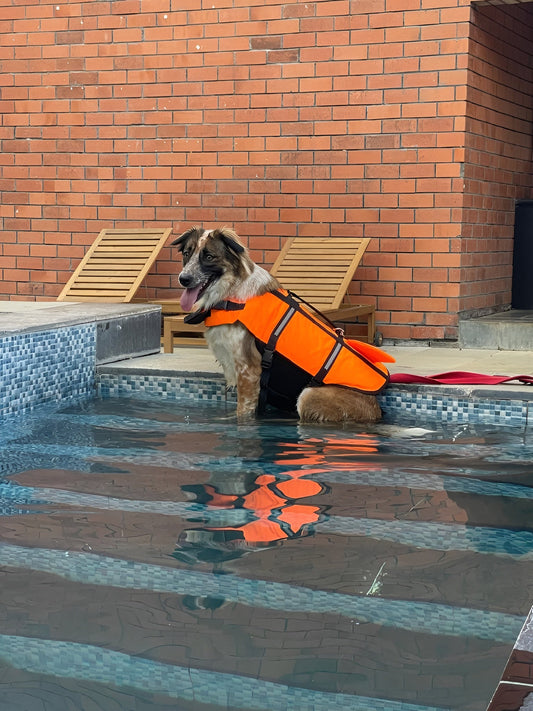 Why a Swimming Vest Became Essential Gear for My Dog