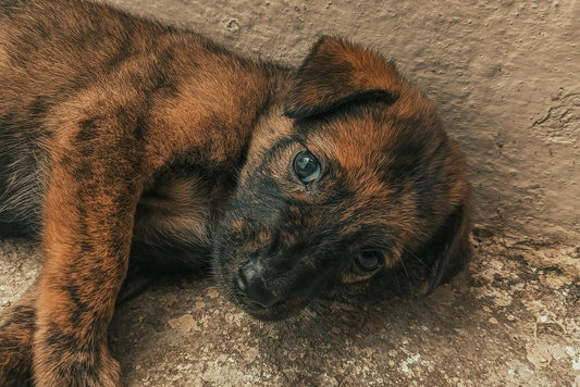 Love Them Where They Belong: A Thought on Stray Dog Care