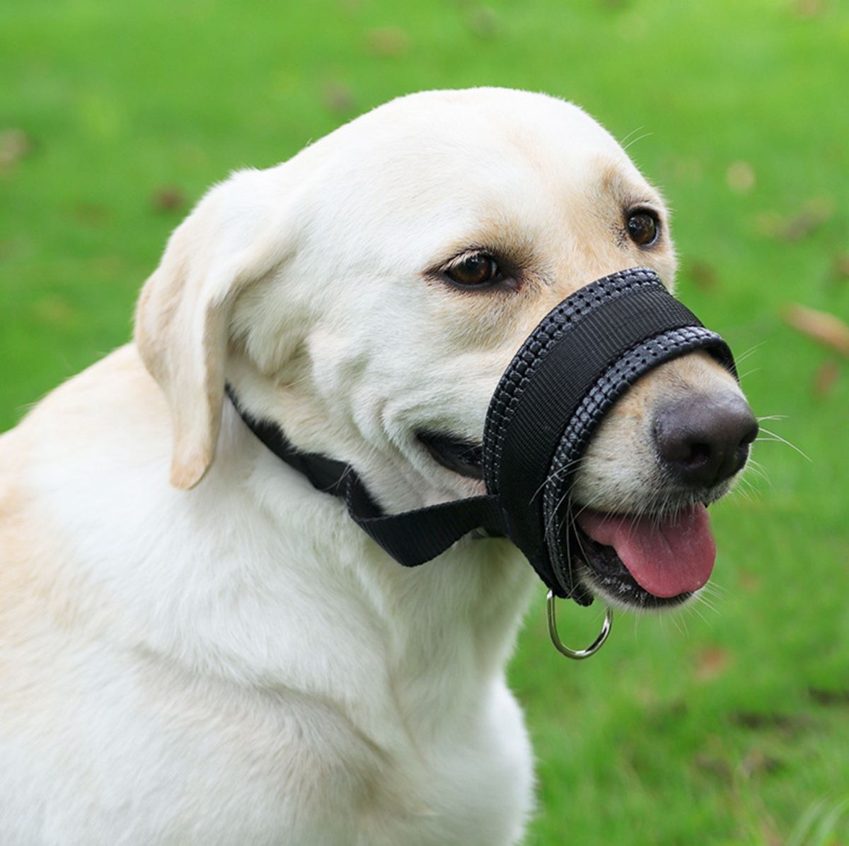 Jungle Theory Breathable AirMuzzle